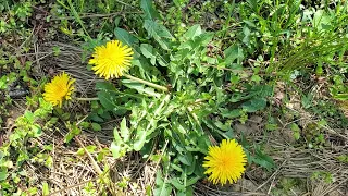 5 Ways to Make DANDELION Leaves Taste Less BITTER