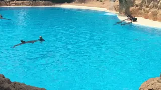 Шоу дельфинов ч.4 | Лоро парк | Dolphin Show Loro Park