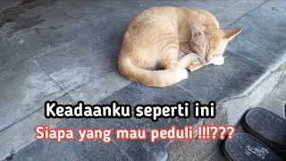 Siapa yang mau peduli !!!??? Kisah sedih kucing kampung warna Oren.