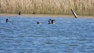 Ring-necked Duck - Skinflats - Forth - 26/04/2024