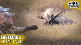 Monster Moose Hunting in Alaska