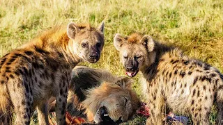 Extreme fight Hyena vs Lion for domination, Wild Animals Attack