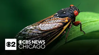 Map shows where billions of cicadas will emerge in Illinois