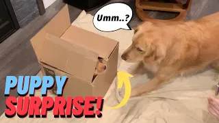 Golden Retriever meets his new puppy brother