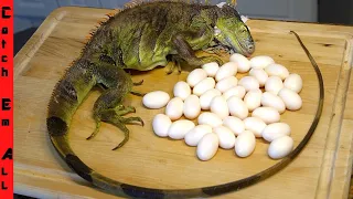 IGUANA EGG HARVEST! **Florida CATCH, BOIL, and COOK**