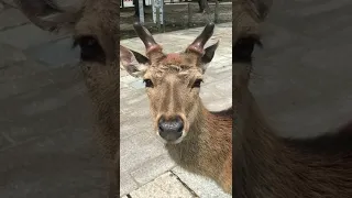 鹿の角が生えるまでの様子