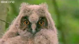 Sugar owl - The New Neighbour