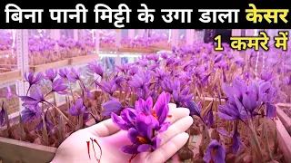 7 लाख / Kg Saffron Farming | Kesar Ki Kheti Ghar Mein Kaise Karen | How To Grow Saffron Indoor