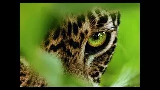 CAZADORES SALVAJES | Leopardos, Hienas y Leones | Felinos Salvajes