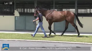 Press Statement x Spellbinder Colt - 2019 Gold Coast 2YOs In Training Sale