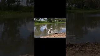 big barra jumps 98cm full video on channel #fish #fishing #barramundi #fishofalifetime