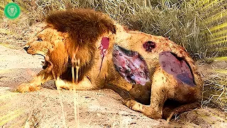 30 Injured Big Cat Moments Constantly Living In Pain And What Happened After | Animal Attacks