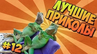 ЛУЧШИЕ ПРИКОЛЫ #12 КРУТЫЕ ЯЩЕРЫ