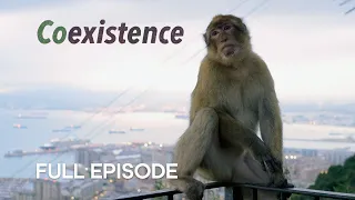 The Last Wild Monkeys in Europe | Coexistence | BBC Earth