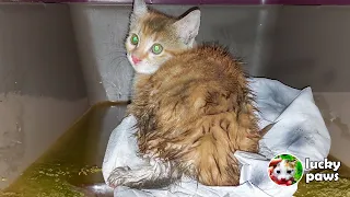 The poor kitten lost his mother in the heavy rain, cold and hunger - the kitten needs help