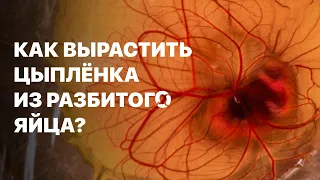 МОЖЕТ ЛИ ЦЫПЛЕНОК РОДИТЬСЯ БЕЗ СКОРЛУПЫ?