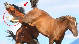 2000 Pounds of Force Killed This Horse Instantly