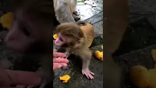 Monkeys, Baby monkey videos   BeeLee Monkey Fans #Shorts EP1171