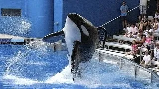 US theme park Sea World stops breeding killer whales