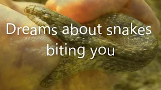 Dreams about snakes biting you  |  Dreams Meaning and Interpretation