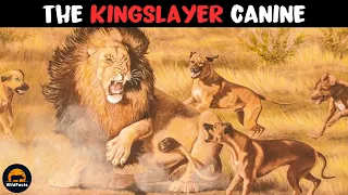 Rhodesian Ridgeback - The Dog That Hunts Lions