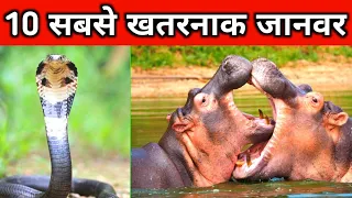 दुनिया के 10 सबसें खतरनाक जानवर |  Top 10 Most Dangerous Animal In The World | Wild Animals