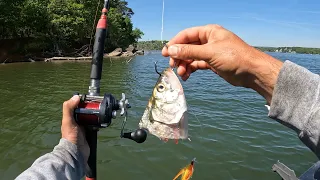 4 Hours of RAW and UNCUT Kayak Catfishing on Chickamauga Reservoir