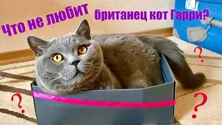 Что НЕ любит британский кот? 1 часть / British cat Harry