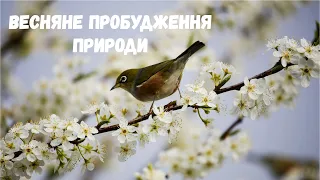 Весняне пробудження природи 🌸Розповідь про три весняні місяці