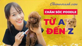 Cách nuôi & chăm sóc chó Poodle, có dễ không? Chó Poodle ăn thức ăn gì để khỏe đẹp? Chomeocanh.com