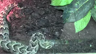 Noisy Viper in the Moscow Zoo / Шумящая Гадюка в Московском Зоопарке