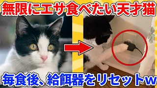 【2ch動物スレ】なぜか自動給餌器の減りが早すぎ→天才ヌコが密かに攻略してることが判明ｗｗｗｗｗ