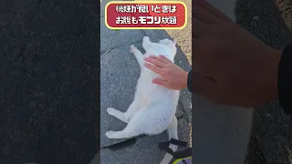 オッドアイが綺麗な白猫さんその⑦ #地域猫