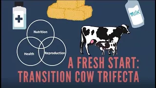 Transition Cow Trifecta - Health, Nutrition, and Reproduction