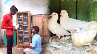 White Kabootar ka Pair Liya🥰Aur Sath Me Baccha bhi🐥