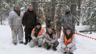 Охота на волка  Winterjagd auf Wolf 2023