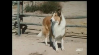 Lassie - Episode #573 - "Round Up" - Season 18, Ep 12  - 1/13/1971