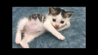 New Funny Animals. Funniest Cats and Dogs Videos 😺🐶  #49