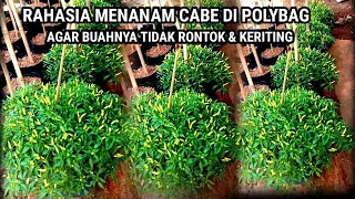 ⛔Perawatan Tanaman Cabe Di POLYBAG ||Agar Bunganya Tidak Rontok