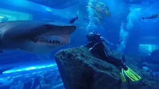 Shark Dive Dubai Aquarium. Close Encounter. Underwater Zoo