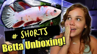 Unboxing Koi HMPK Betta Fish