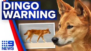 Terrifying dingo attack on young boy on K’gari prompts fresh warnings | 9 News Australia