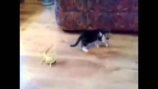 Котёнок и страшная ящерица