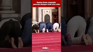 Namaz kılan cemaatin yanında dolaşan kedi viral oldu #shorts