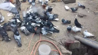 Николаевские голуби. В гостях у Эника 2