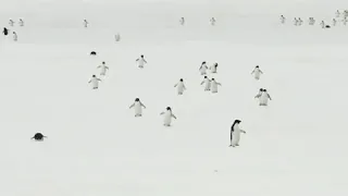 Cutest thing you'll watch today  The penguin marathon!