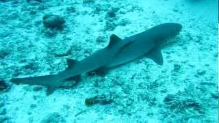 белоперая рифовая акула