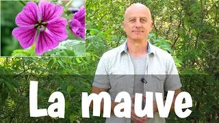 La mauve