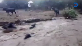 Cows swept away by raging floods in Kajiado