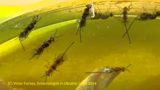 Seed-Feeding Chalcid wasp Megastigmus (Torymidae) ex Seeds of Wild rosa Rosa canina